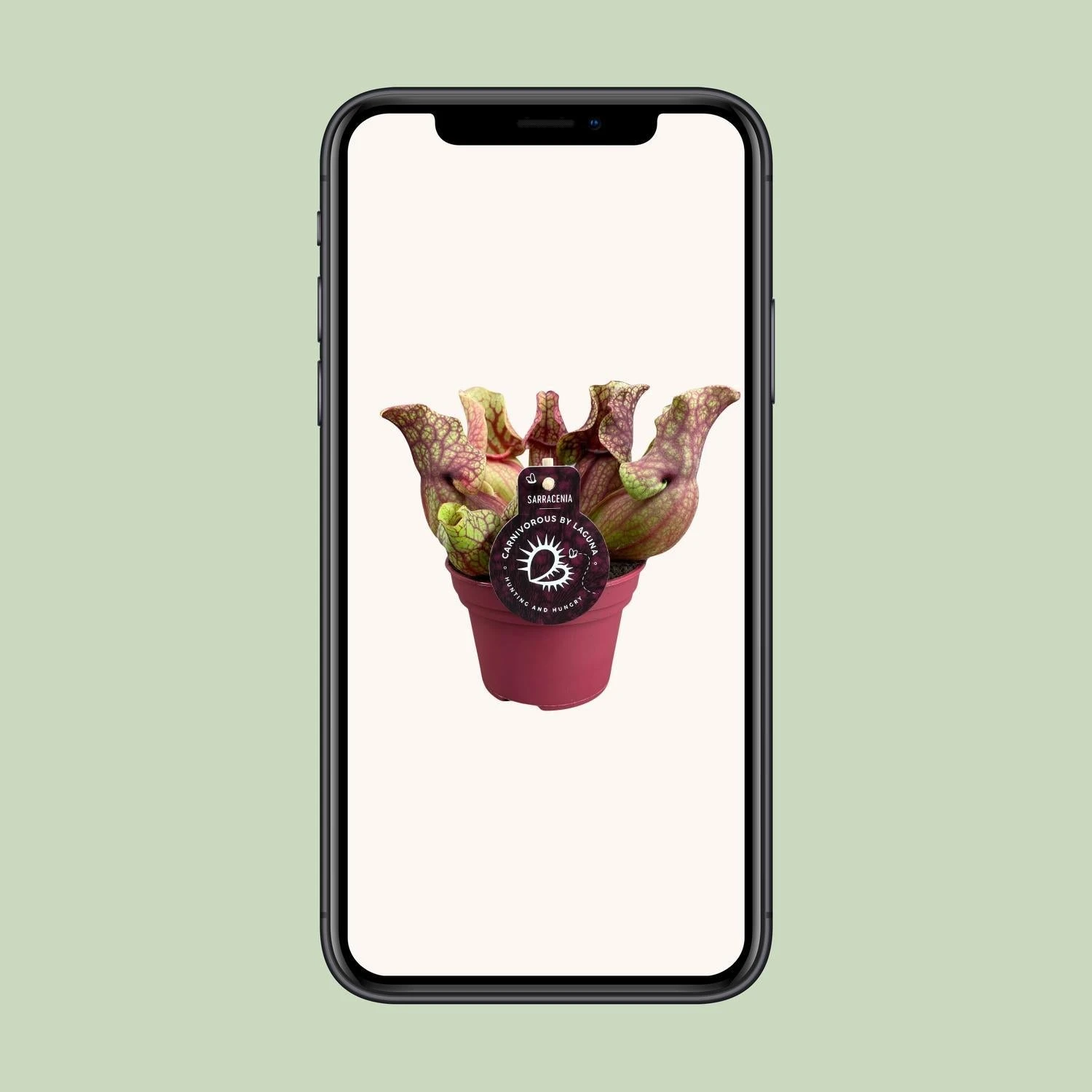 Sarracenia Venosa (Venosa Pitcher Plant) ↑ 20 Cm 4 Sarracenia Venosa (Venosa Pitcher Plant) ↑ 20 Cm - Image 4