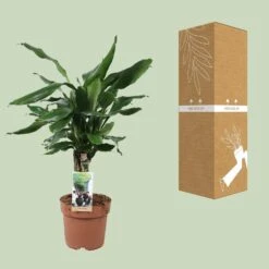 Dracaena Fragrans Steudneri Green (Dragon Tree) ↑55 Cm 6 Dracaena Fragrans Steudneri Green (Dragon Tree) ↑55 Cm -Plant Haven Home unnamed 8b7bd416 92a6 4420 a48f b7004d2db091