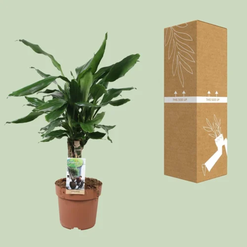 Dracaena Fragrans Steudneri Green (Dragon Tree) ↑55 Cm 6 Dracaena Fragrans Steudneri Green (Dragon Tree) ↑55 Cm -Plant Haven Home unnamed 8b7bd416 92a6 4420 a48f b7004d2db091