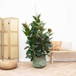 Ficus Robusta (Indian Rubber Plant) ↑ 150cm
