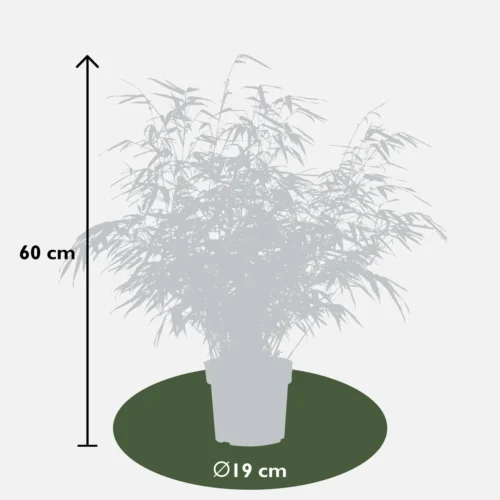 Fargesia Rufa (Bamboo) ↑ 60 Cm 11 Fargesia Rufa (Bamboo) ↑ 60 Cm -Plant Haven Home unnamed 94e3261b ccd7 40a9 9d58 e0909ef1ace0