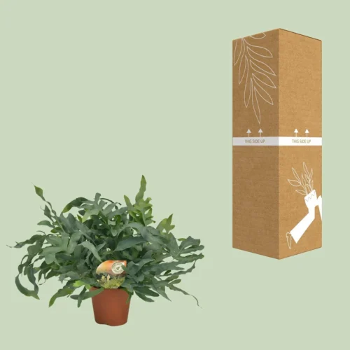 Phlebodium Blue Star (Blue Fern) ↑ 60 Cm -Plant Haven Home unnamed 95beffa7 f209 4210 acb8 77534fc23c58