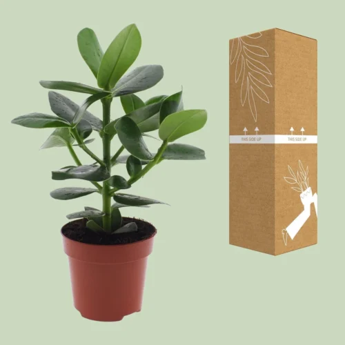 Clusia Rosea Princess (Pig Plant) ↑ 15 Cm -Plant Haven Home unnamed 9efb3576 a68e 43fa 974a 3701c9adf9cc