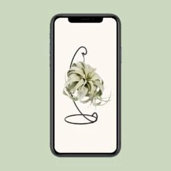 Tillandsia King Xero (Air Plant) ↑ 23 Cm -Plant Haven Home unnamed 9f30f848 83c7 47db b9ab 355bf1372231