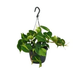 Philodendron Scandens Brasil (Heartleaf Philodendron) ↑ 35 Cm