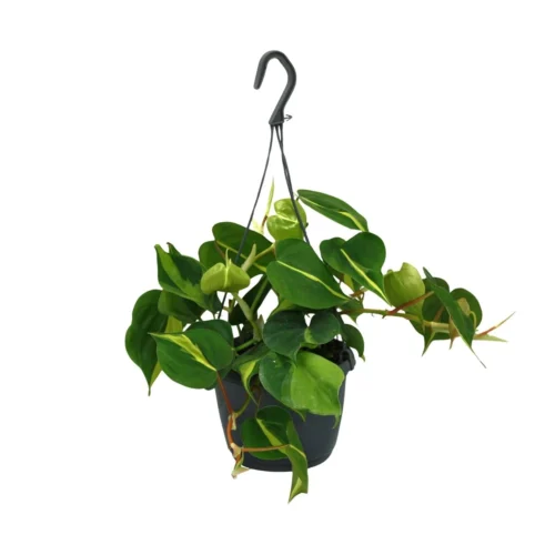 Philodendron Scandens Brasil (Heartleaf Philodendron) ↑ 35 Cm