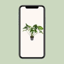 Philodendron Green Wonder (Hanging Plant) ↑ 100 Cm -Plant Haven Home unnamed a2840485 ac95 4456 9943 efdcaf680278