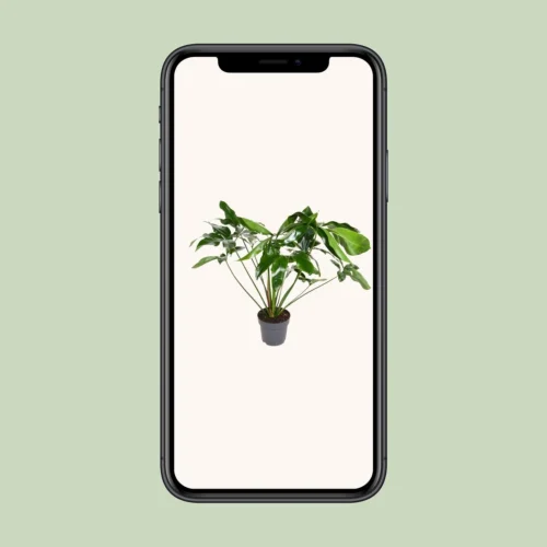 Philodendron Green Wonder (Hanging Plant) ↑ 100 Cm -Plant Haven Home unnamed a2840485 ac95 4456 9943 efdcaf680278