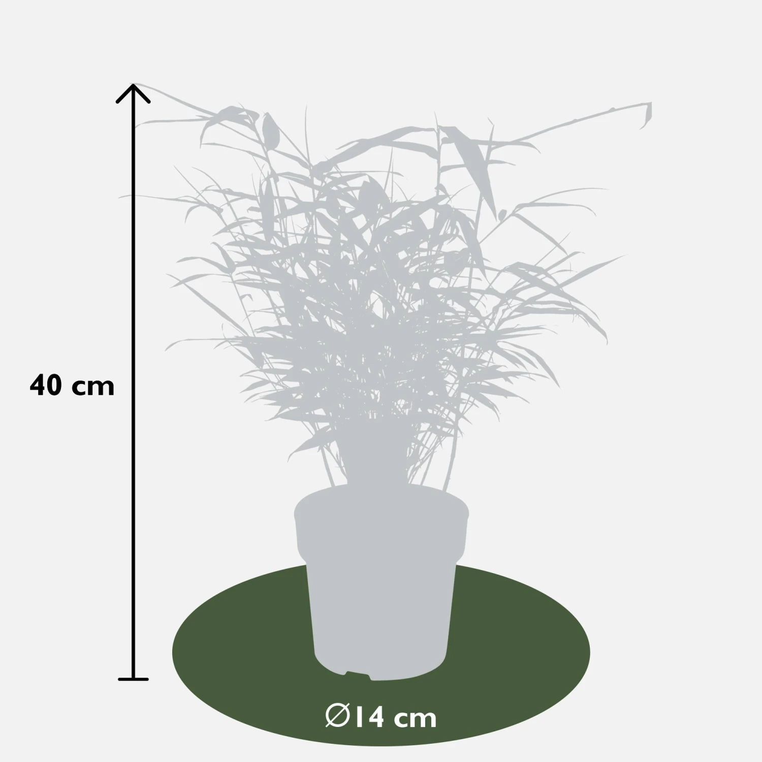 Fargesia Rufa (Bamboo Plant) ↑ 40cm 7 Fargesia Rufa (Bamboo Plant) ↑ 40cm - Image 7
