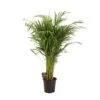 Dypsis Lutescens (Gold Palm) ↑ 110 Cm