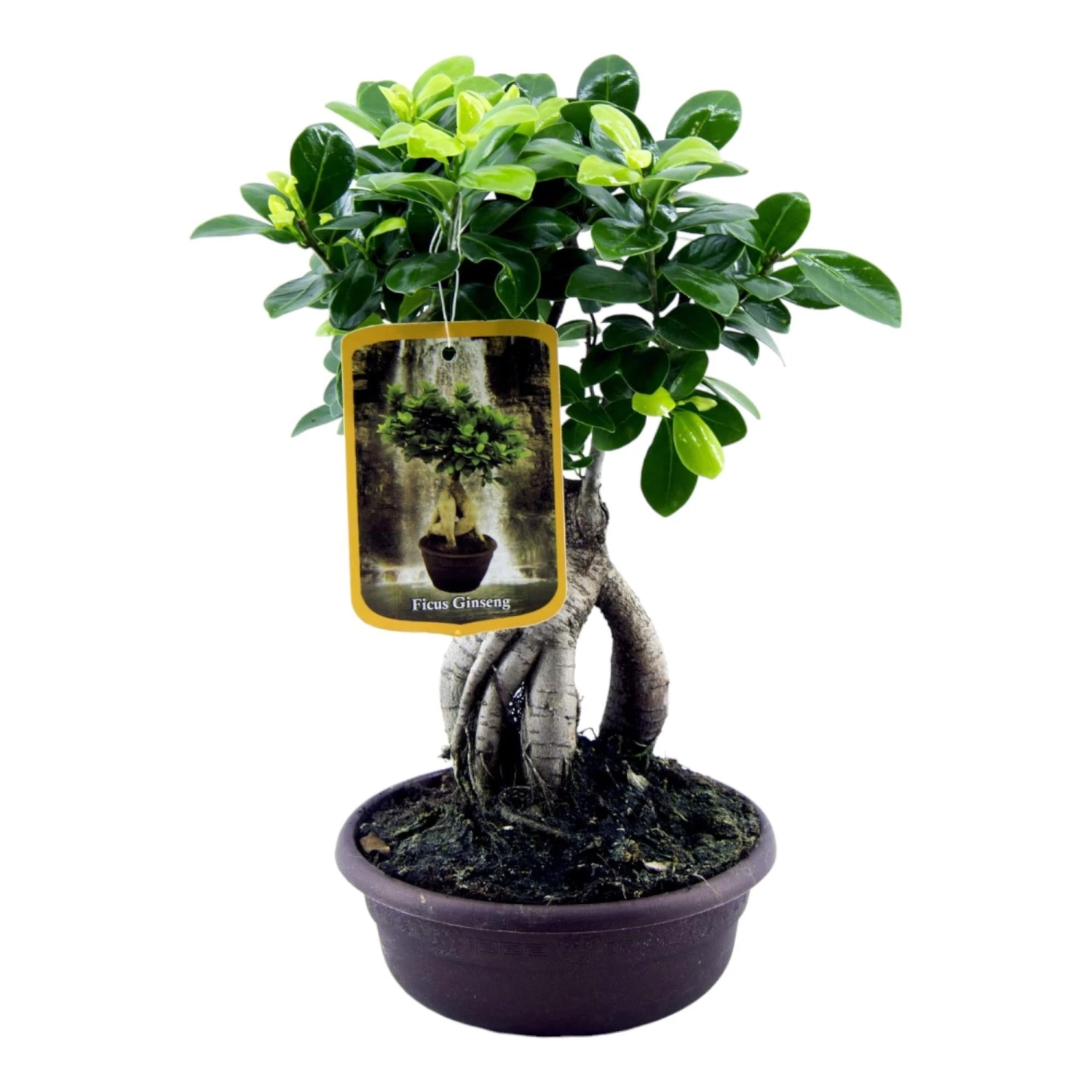 Ficus Microcarpa Ginseng (Bonsai) ↑ 30 Cm 1 Ficus Microcarpa Ginseng (Bonsai) ↑ 30 Cm