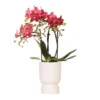 Red Phalaenopsis Orchid - Congo + Diabolo Travertine - Pot Size Ø9cm - ↑ 35 Cm