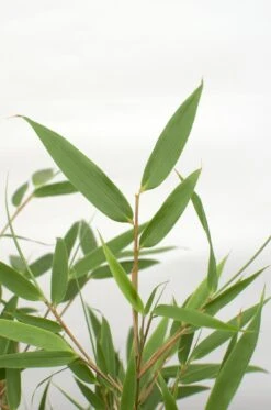 Fargesia Rufa (Bamboo) ↑ 60 Cm -Plant Haven Home unnamed bc5b6916 c86a 4f2a 832f 52a34f81998a