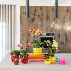 Red Phalaenopsis Orchid – Congo + Berry Pot – Ø 9cm – 40cm -Plant Haven Home unnamed bfd831bf 47cb 4aac a47d 6b88ca9761ae