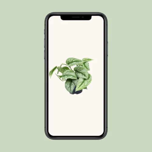 Scindapsus Pictus Trebie (Silvery Ann Pothos) ↑ 15 Cm -Plant Haven Home unnamed c4fb9134 aa8e 41ee 9dc9 c111a8eaaaff