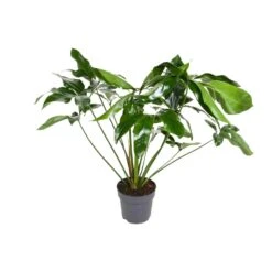 Philodendron Green Wonder (Hanging Plant) ↑ 100 Cm