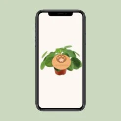 Pilea Peperomioides - Ø12cm - ↑ 20cm 7 Pilea Peperomioides - Ø12cm - ↑ 20cm -Plant Haven Home unnamed c927665b 3aef 4e26 96d9 1d891a014114