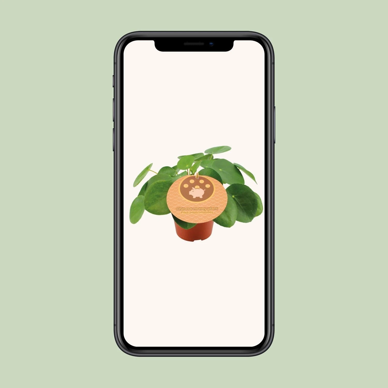 Pilea Peperomioides - Ø12cm - ↑ 20cm 4 Pilea Peperomioides - Ø12cm - ↑ 20cm - Image 4