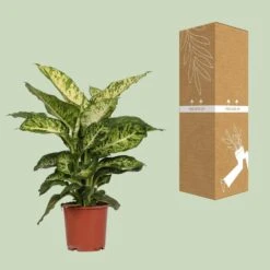 Dieffenbachia Mars (Dumb Cane) ↑ 50 Cm -Plant Haven Home unnamed cb930a90 c57e 40ac 9d49 d9634a83c63f