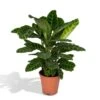 Calathea Zebrina (Peacock Plant) ↑ 80 Cm