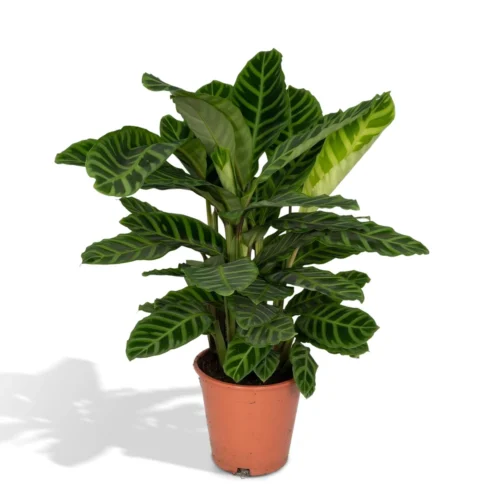 Calathea Zebrina (Peacock Plant) ↑ 80 Cm