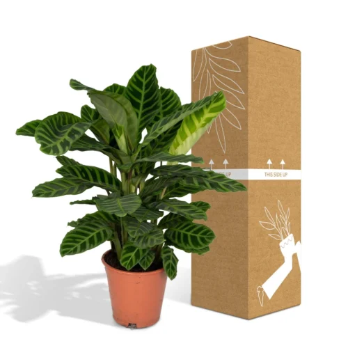 Calathea Zebrina (Peacock Plant) ↑ 80 Cm -Plant Haven Home unnamed ceb69a13 d360 4b22 8751 a7710d36def8