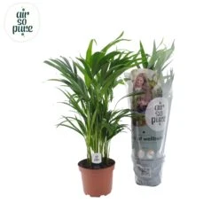 Dypsis Lutescens (Areca Palm) ↑ 65 Cm