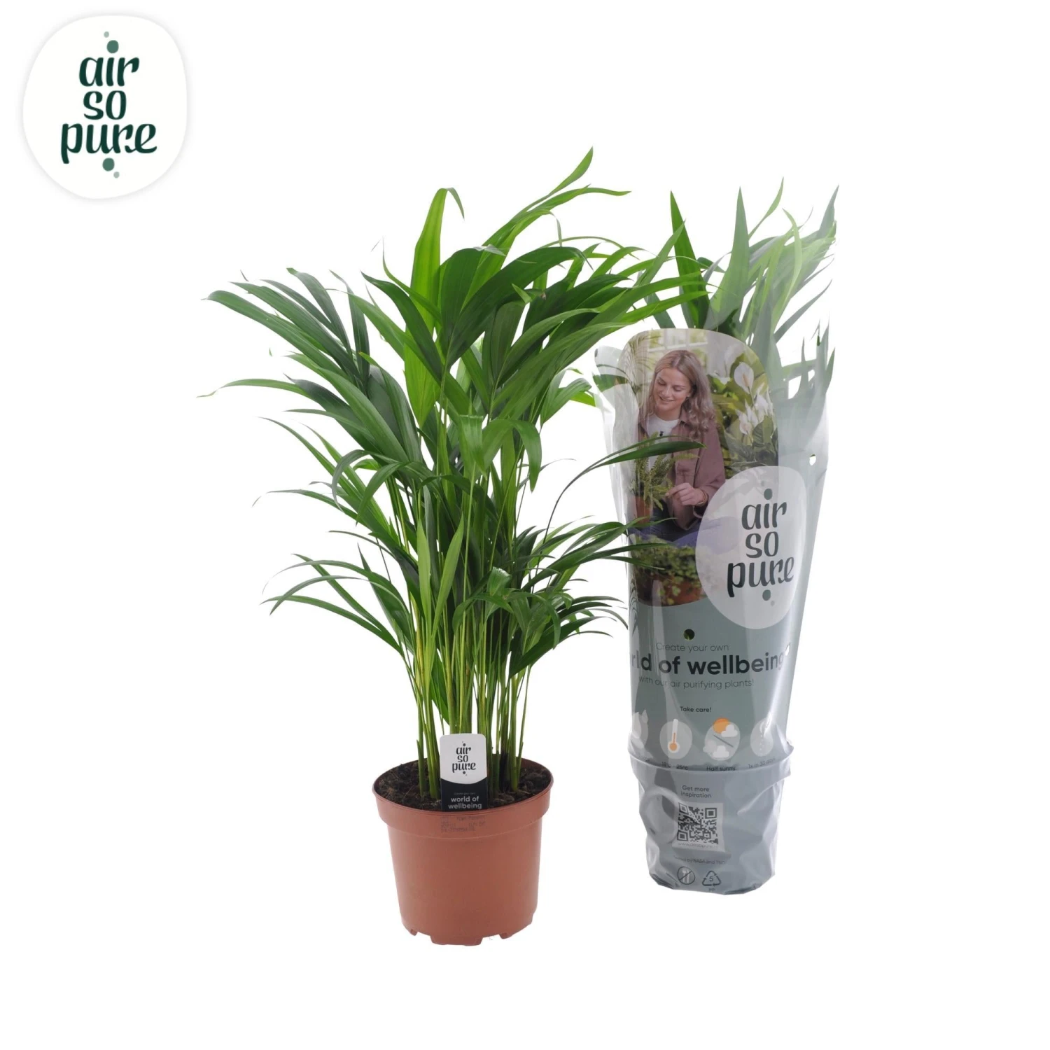 Dypsis Lutescens (Areca Palm) ↑ 65 Cm