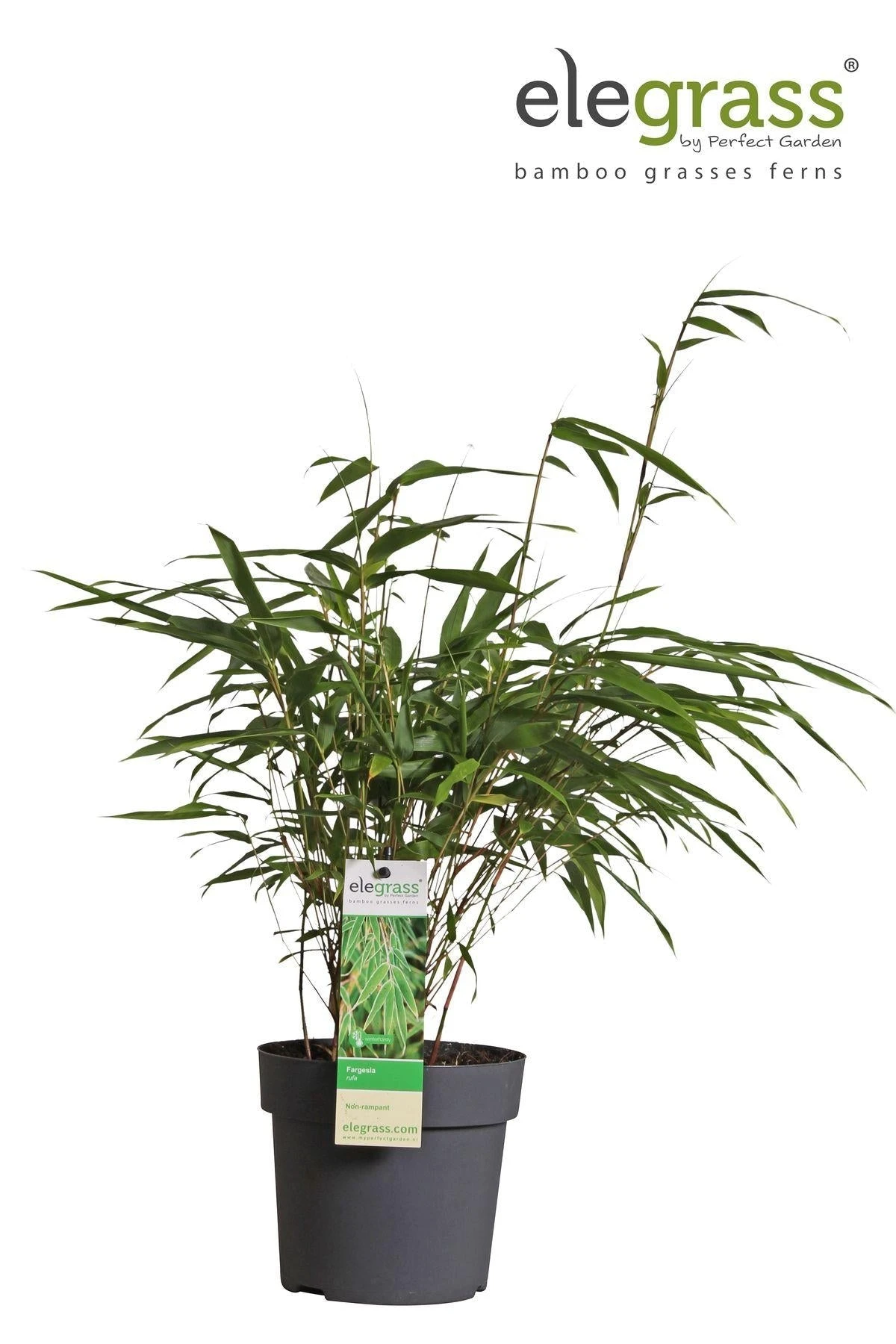 Fargesia Rufa (Bamboo Plant) ↑ 40cm 8 Fargesia Rufa (Bamboo Plant) ↑ 40cm - Image 8