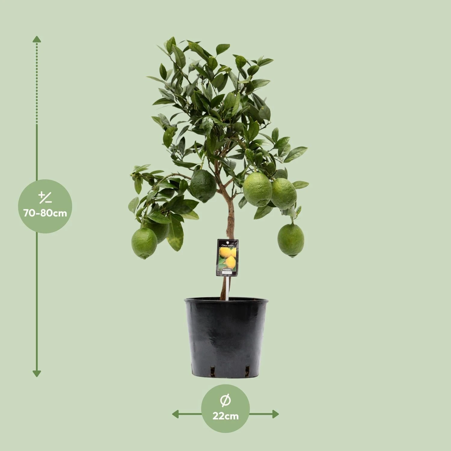Citrus Lemon (Lemon Tree) ↑ 80 Cm 2 Citrus Lemon (Lemon Tree) ↑ 80 Cm - Image 2
