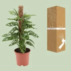 Monstera Monkey (Swiss Cheese Plant) ↑ 60 Cm -Plant Haven Home unnamed e1d9ef1b 3fd8 4548 a0e7 6d6ab90b41b3