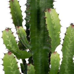Euphorbia Acrurensis (Cowboy Cactus) ↑ 60 Cm -Plant Haven Home unnamed e2feeb44 e7e8 4621 86db c14ce8fc05e1