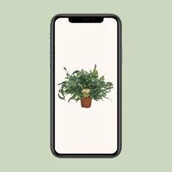 Phlebodium Blue Star (Blue Fern) ↑ 60 Cm 7 Phlebodium Blue Star (Blue Fern) ↑ 60 Cm -Plant Haven Home unnamed e64259f7 161e 4bfe 864e 94f5c1217dcc