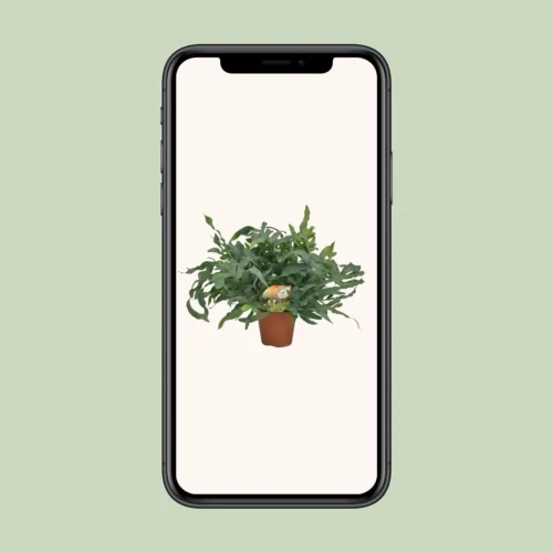 Phlebodium Blue Star (Blue Fern) ↑ 60 Cm -Plant Haven Home unnamed e64259f7 161e 4bfe 864e 94f5c1217dcc