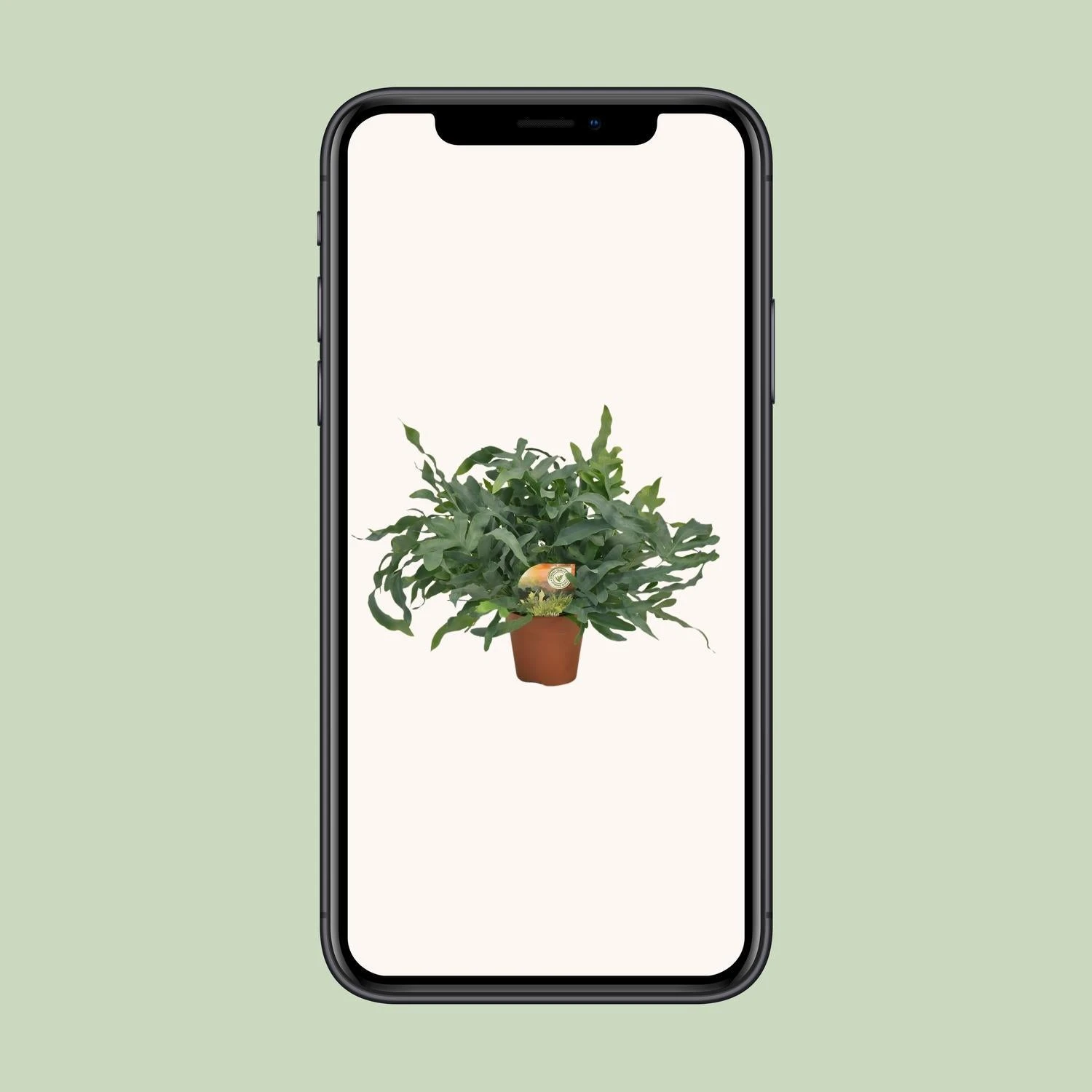 Phlebodium Blue Star (Blue Fern) ↑ 60 Cm 4 Phlebodium Blue Star (Blue Fern) ↑ 60 Cm - Image 4