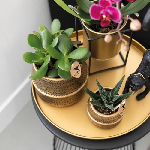 Chic Hotel Plant Set | Pairs Of Phalaenopsis Orchids And Succulents - Ceramic Pots Included -Plant Haven Home unnamed e6c1875b f931 4d06 81cc f530897f4049