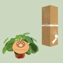 Pilea Peperomioides - Ø12cm - ↑ 20cm 6 Pilea Peperomioides - Ø12cm - ↑ 20cm -Plant Haven Home unnamed eaa07278 402b 448a 973e 033843903f55