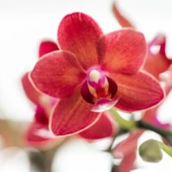 Red Phalaenopsis Orchid - Congo + Diabolo Travertine - Pot Size Ø9cm - ↑ 35 Cm -Plant Haven Home unnamed eaa822ef 38d1 4593 a87c d1a8fd8219ab