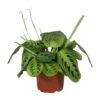 Maranta Leuconeura Fascinator Lemon Lime - Ø12cm - ↑ 30cm