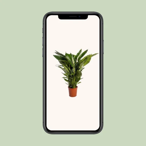 Spathiphyllum Sweet Sebastiano (White Peace Lily) ↑ 110 Cm -Plant Haven Home unnamed ed8eb2ae 077b 4b34 8fcd f9252d34af24