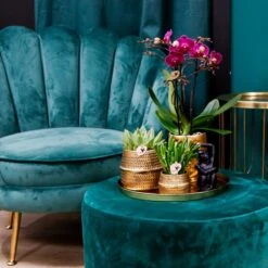 Chic Hotel Plant Set | Pairs Of Phalaenopsis Orchids And Succulents - Ceramic Pots Included 9 Chic Hotel Plant Set | Pairs Of Phalaenopsis Orchids And Succulents - Ceramic Pots Included -Plant Haven Home unnamed ede8ee90 9095 4680 a12f d127fe53cdaf