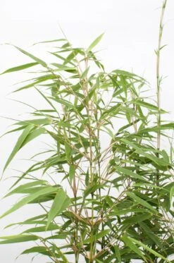 Fargesia Rufa (Bamboo Plant) ↑ 40cm 14 Fargesia Rufa (Bamboo Plant) ↑ 40cm -Plant Haven Home unnamed efe734aa c35e 4bf1 98b5 fe0ed4fd4b27