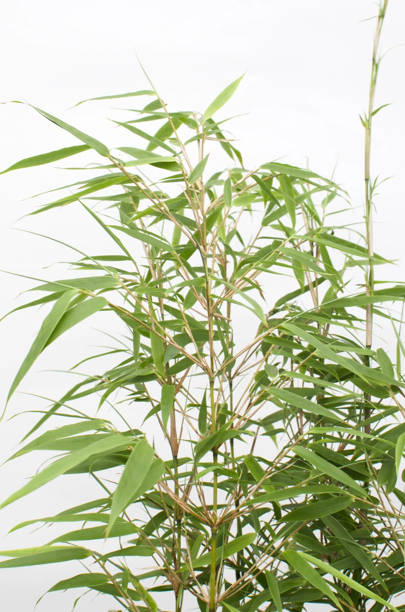 Fargesia Rufa (Bamboo Plant) ↑ 40cm 6 Fargesia Rufa (Bamboo Plant) ↑ 40cm - Image 6