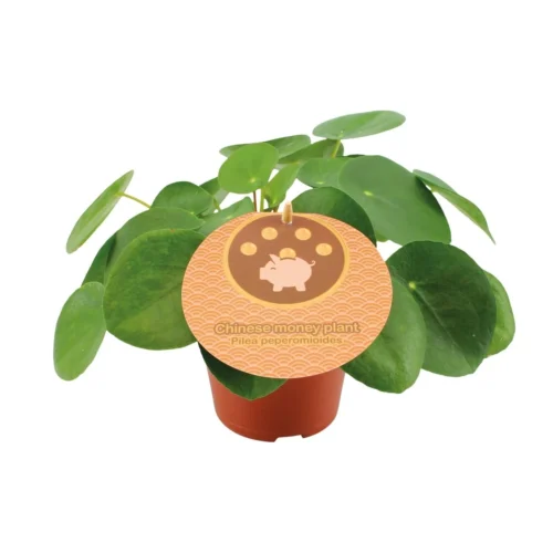 Pilea Peperomioides - Ø12cm - ↑ 20cm