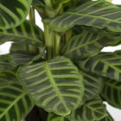 Calathea Zebrina (Peacock Plant) ↑ 80 Cm -Plant Haven Home unnamed f1ebbc7f 952b 480f aad0 295b97c1fcc6