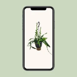 Epiphyllum Anguliger (Fishbone Cactus) ↑ 35 Cm -Plant Haven Home unnamed f50238fc 5955 4afb a091 80e63a0d53e1