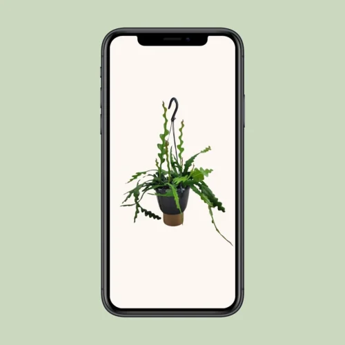 Epiphyllum Anguliger (Fishbone Cactus) ↑ 35 Cm 7 Epiphyllum Anguliger (Fishbone Cactus) ↑ 35 Cm -Plant Haven Home unnamed f50238fc 5955 4afb a091 80e63a0d53e1