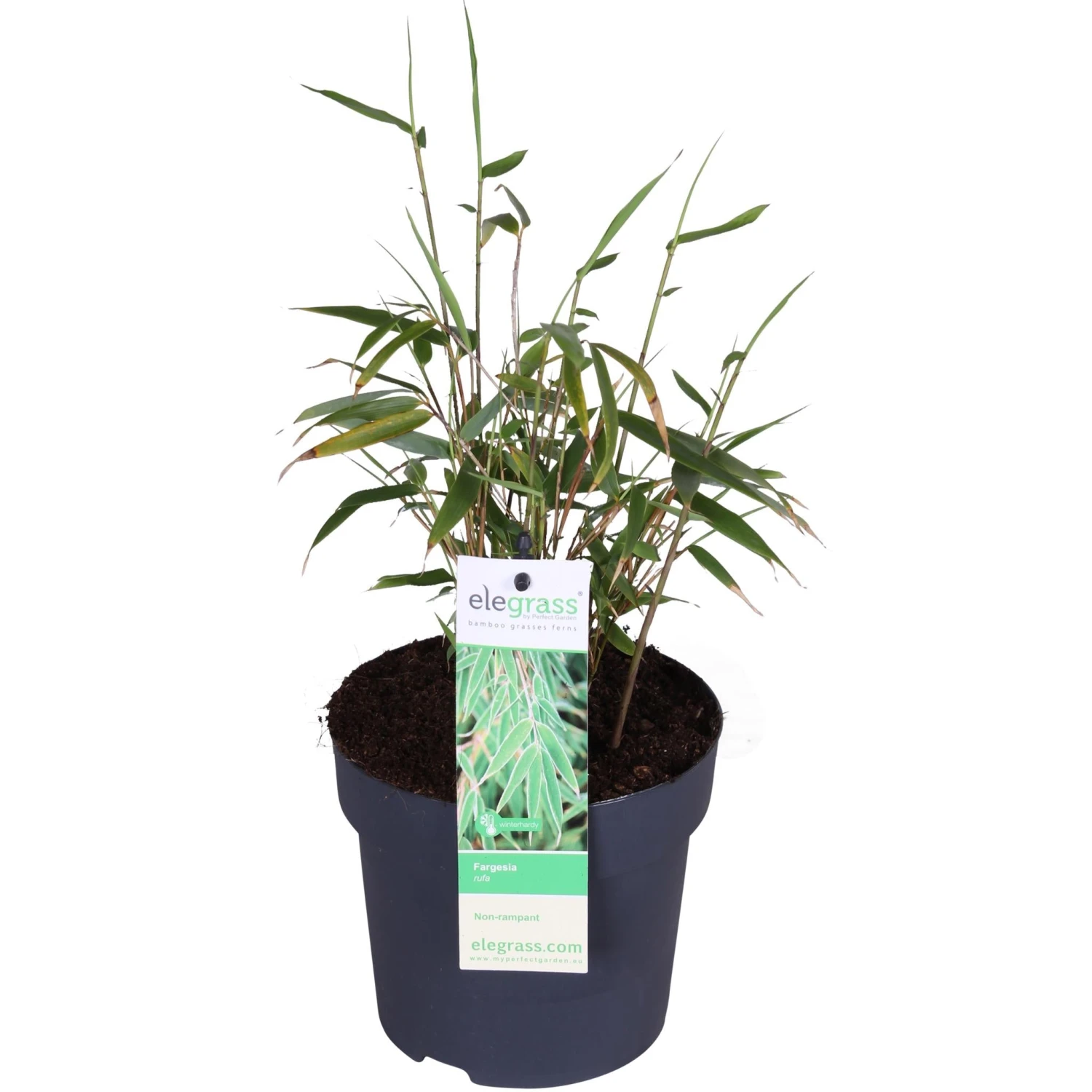 Fargesia Rufa (Bamboo Plant) ↑ 40cm 2 Fargesia Rufa (Bamboo Plant) ↑ 40cm - Image 2
