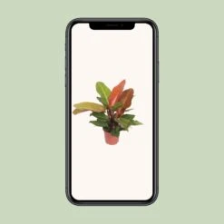 Philodendron Prince Of Orange (Heartleaf Philodendron) ↑ 45 Cm 7 Philodendron Prince Of Orange (Heartleaf Philodendron) ↑ 45 Cm -Plant Haven Home unnamed fa00233c 3aa0 4772 98b9 3afd3916604e